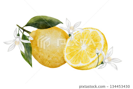 Lemon watercolor illustration. Hand drawn tropical sour fruit. Clip art of juicy yellow lime. Citrus on isolated white background. Ideal for logo and packaging of natural cosmetics, household Lemon watercolor illustration. Hand drawn tropical sour fruit. Clip art of juicy yellow lime. Citrus on isolated white background. Ideal for logo and packaging of natural cosmetics, household 134453430