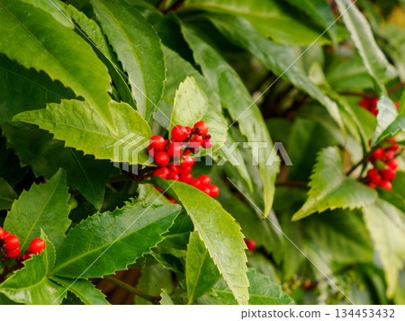 南天竹果寓意好運－紅色莓果迎接新年 134453432