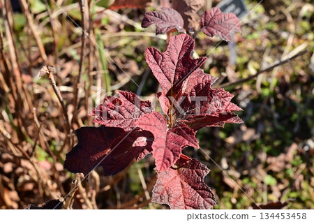 櫟葉繡球（繡球科）的秋葉 134453458