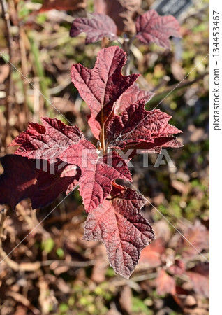 Autumn leaves of oakleaf hydrangea (Hydrangeaceae) 134453467
