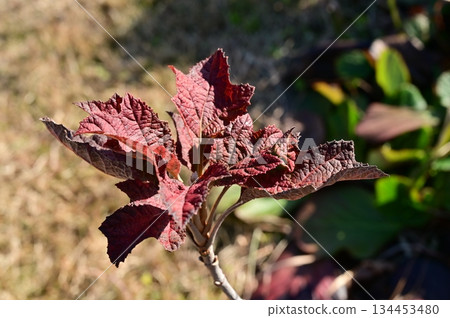 Autumn leaves of oakleaf hydrangea (Hydrangeaceae) 134453480