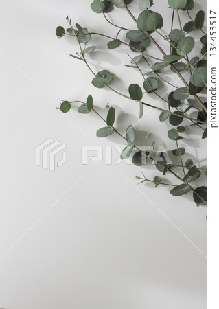 垂直白色背景上的桉樹枝。植物背景素材,留有大量空白(可添加文字)。 垂直白色背景上的桉樹枝。植物背景素材,留有大量空白(可添加文字)。 134453517