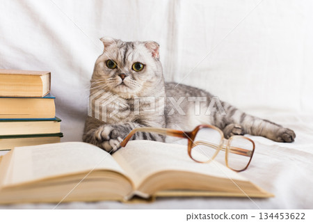 Interested gray striped scottish fold cat sitting near open book and eyeglasses Interested gray striped scottish fold cat sitting near open book and eyeglasses 134453622