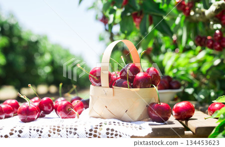 still life of cherries in wicker basket on table in garden 134453623
