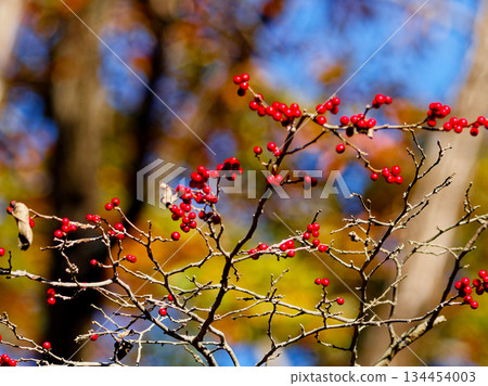 冬青科植物的紅色果實 134454003