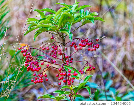 red berries of the primrose family manryo red berries of the primrose family manryo 134454005