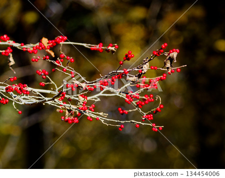 冬青科植物的紅色果實 冬青科植物的紅色果實 134454006