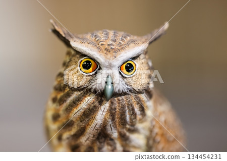 Close-up of the Owl Decor for Home, small Owl Statue Owl Figurines. Home Decoration. 134454231