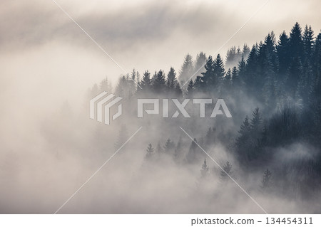 Misty forest valley in a winter morning. The Orava region in north of Slovakia, Europe. 134454311