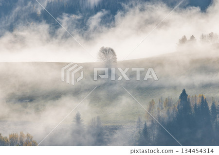 Misty landscape featuring trees in a valley with light fog and a rolling hill in the background shrouded in dense mist. Misty landscape featuring trees in a valley with light fog and a rolling hill in the background shrouded in dense mist. 134454314