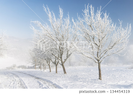 A serene winter landscape featuring frosted trees lining a snow-covered path under a clear blue sky. The scene evokes a sense of calm and cold crisp winter air, showcasing nature's beauty. A serene winter landscape featuring frosted trees lining a snow-covered path under a clear blue sky. The scene evokes a sense of calm and cold crisp winter air, showcasing nature's beauty. 134454319