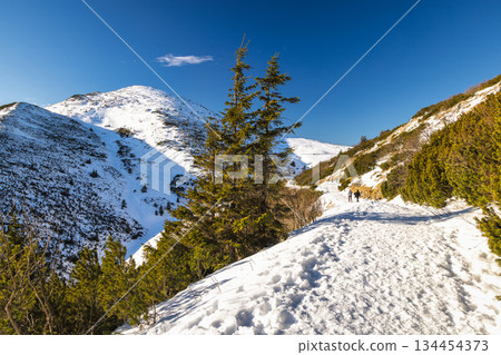 Snowy mountain trail with hikers. The Mala Fatra national park in northwest of Slovakia, Europe. 134454373