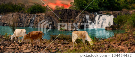 Cows at beautiful Tad Faed waterfall. Laos landscape. Panorama Cows at beautiful Tad Faed waterfall. Laos landscape. Panorama 134454482