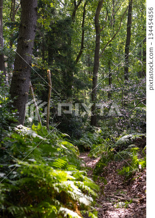 Aachen, North Rhine-Westphalia , Germany, August 23rd, 2025, Serene forest trail, Tranquil trail Aachen, North Rhine-Westphalia , Germany, August 23rd, 2025, Serene forest trail, Tranquil trail 134454856