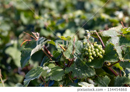 Trois-Puits, Reims, Marne, Grand-Est, France, August, 28th, 2025, Champagne Area, Juvenile green Trois-Puits, Reims, Marne, Grand-Est, France, August, 28th, 2025, Champagne Area, Juvenile green 134454868