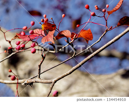 Red fruits of the azuki pear 134454910