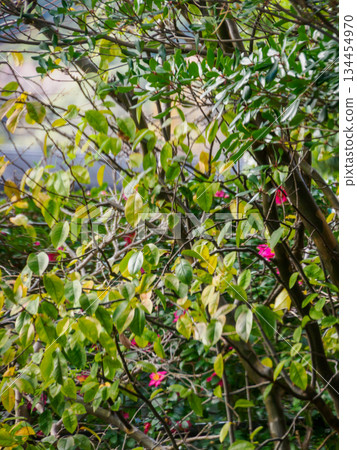 灌木叢中的隱密紅點 灌木叢中隱藏著一抹孤零零的紅點，這是森林即將步入冬季的徵兆。 134454970
