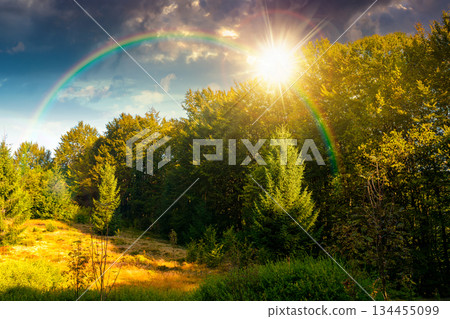 beech forest on the hill in late summer at sunset. mountains under blue sky clouds in evening light. beautiful green environment background for timeless nostalgia book cover with rainbow 134455099