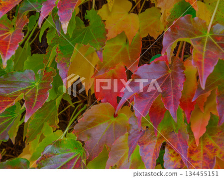 老牆上的紅藤:昭和時代外牆上殘留的紅藤,承載著時光的記憶 老牆上的紅藤:昭和時代外牆上殘留的紅藤,承載著時光的記憶 134455151