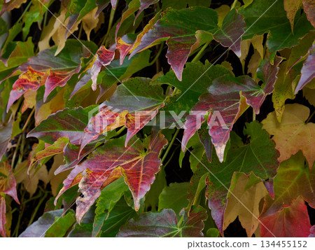 老牆上的紅藤：昭和時代外牆上殘留的紅藤，承載著時光的記憶 134455152