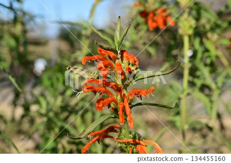 Lion's Ear (Lamiaceae) Leonotis genus Lion's Ear (Lamiaceae) Leonotis genus 134455160
