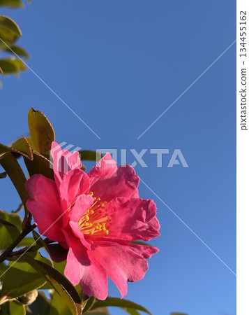 Vivid pink camellia flowers shining against the blue sky Vivid pink camellia flowers shining against the blue sky 134455162