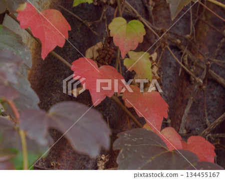 Red Ivy on Old Wall: A memory of time in the red ivy that remains on the Showa era exterior wall 134455167