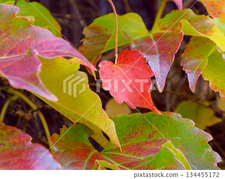 老牆上的紅藤：昭和時代外牆上殘留的紅藤，承載著時光的記憶 134455172