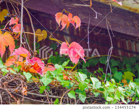 Red Ivy on Old Wall: A memory of time in the red ivy that remains on the Showa era exterior wall 134455174