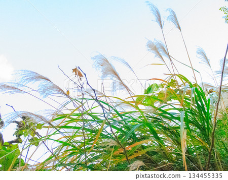 Silver Grass Reaching Winter S Silver Grass Reaching Winter S 134455335