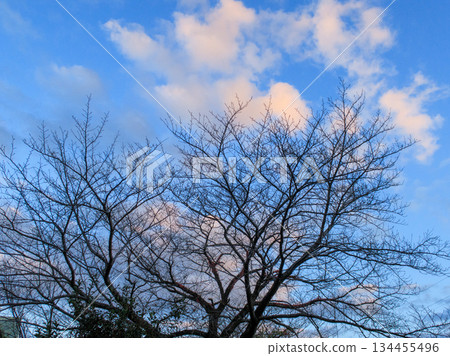 Taking a deep breath towards the winter sky, time flows quietly. Blue Winter Sky and Bare Tree Taking a deep breath towards the winter sky, time flows quietly. Blue Winter Sky and Bare Tree 134455496