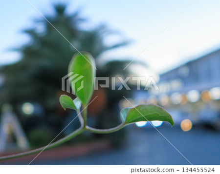 車站前,一株藤蔓悄悄生長。一片靜謐的綠色空間徐徐展開。靜謐小鎮中的綠色藤蔓 車站前,一株藤蔓悄悄生長。一片靜謐的綠色空間徐徐展開。靜謐小鎮中的綠色藤蔓 134455524