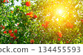 Blooming Pomegranate Branches in Bright Summer Sunlight 134455593