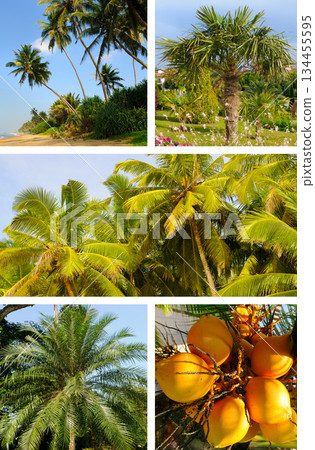 Tropical Palm Tree Collage with Exotic Coconuts and Sandy Beach Tropical Palm Tree Collage with Exotic Coconuts and Sandy Beach 134455595