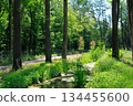 Tranquil Summer Woods with Green Foliage and a Small Stream 134455600