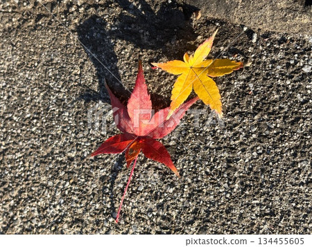 落滿瀝青路面的紅黃秋葉 134455605