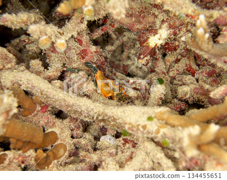 一隻螃蟹躲在珊瑚縫隙裡。 134455651