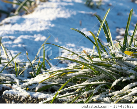 雪天清晨,植物在陽光下閃閃發光 雪天清晨,植物在陽光下閃閃發光 134455652