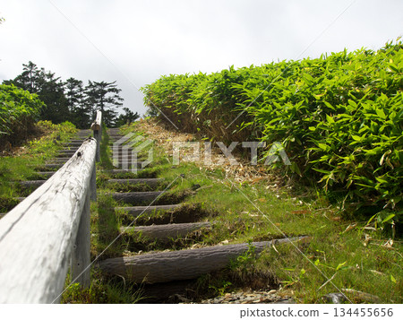 樓梯兩側長滿了竹子 134455656