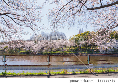 春天的荒子川公園，櫻花盛開（愛知縣名古屋市） 134455715