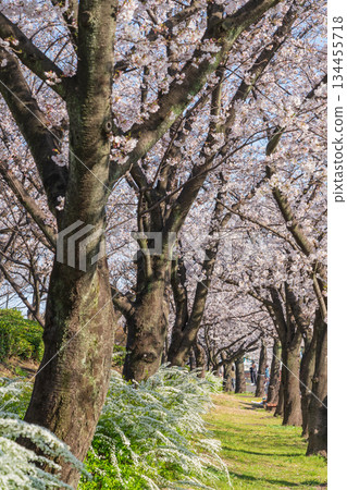 Spring at Arakogawa Park, cherry blossoms in full bloom (Nagoya, Aichi Prefecture) Spring at Arakogawa Park, cherry blossoms in full bloom (Nagoya, Aichi Prefecture) 134455718