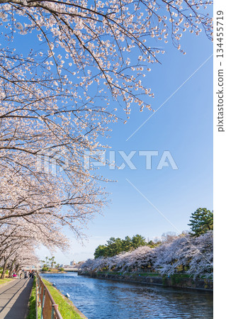 春天的荒子川公園,櫻花盛開(愛知縣名古屋市) 春天的荒子川公園,櫻花盛開(愛知縣名古屋市) 134455719