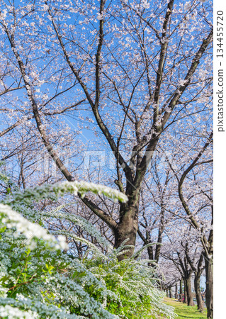 Spring at Arakogawa Park, cherry blossoms in full bloom (Nagoya, Aichi Prefecture) Spring at Arakogawa Park, cherry blossoms in full bloom (Nagoya, Aichi Prefecture) 134455720