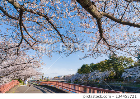 春天的荒子川公園,櫻花盛開(愛知縣名古屋市) 春天的荒子川公園,櫻花盛開(愛知縣名古屋市) 134455721