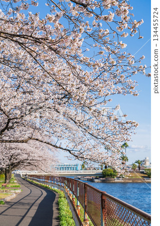 春天的荒子川公園，櫻花盛開（愛知縣名古屋市） 134455724