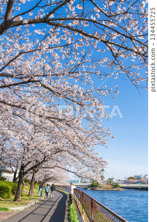 春天的荒子川公園，櫻花盛開（愛知縣名古屋市） 134455725