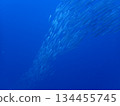 A group of camas 134455745