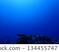 Knowing Blue 134455747