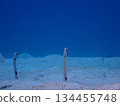 Chinese eel 134455748