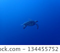turtle  134455752